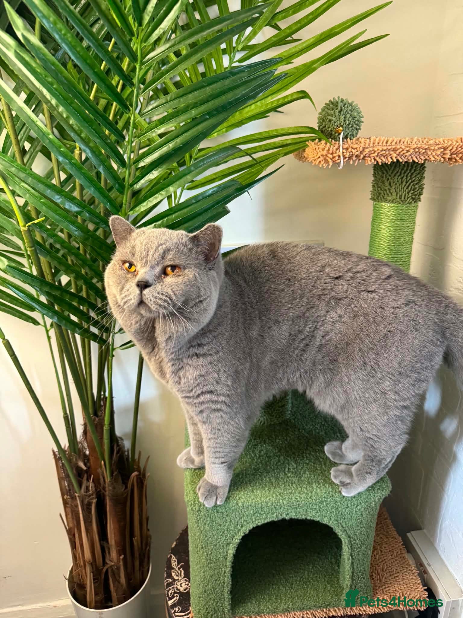 British Shorthair cats CHAMPION BLOODLINE BI-COLOURS - Advert 2