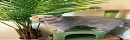 British Shorthair cats for sale: CHAMPION BLOODLINE BI-COLOURS - Advert 2