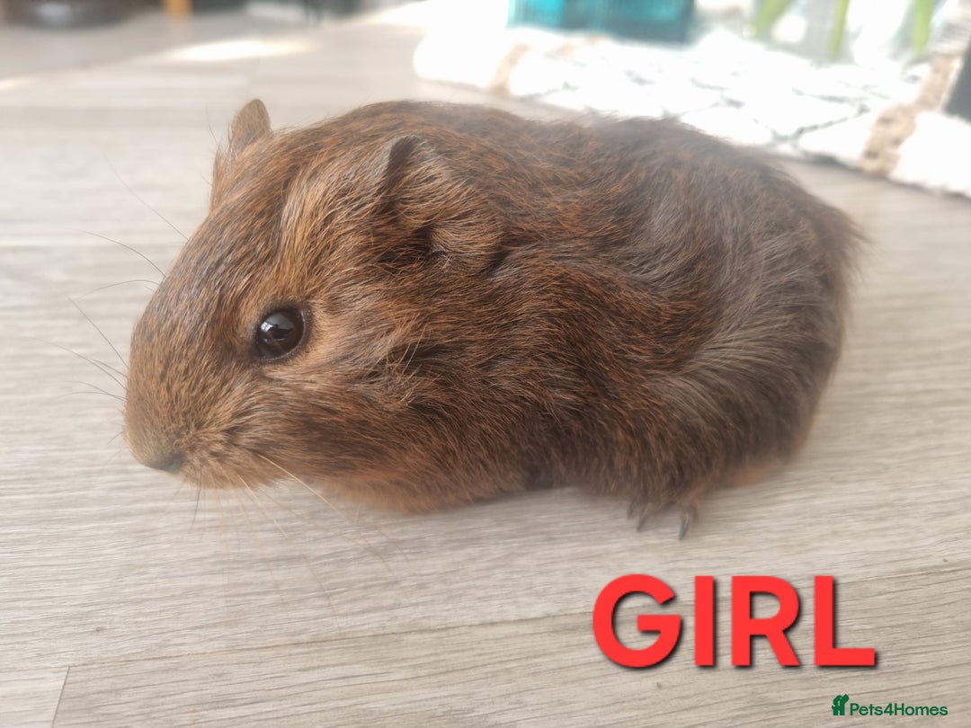 Guinea Pig rodents for sale: Guinea pigs for sale £25 each  - Image 11