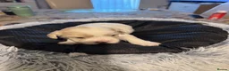 Mixed Breed dogs for sale: Bichon Frise x Bichon Boloneze - Advert 17