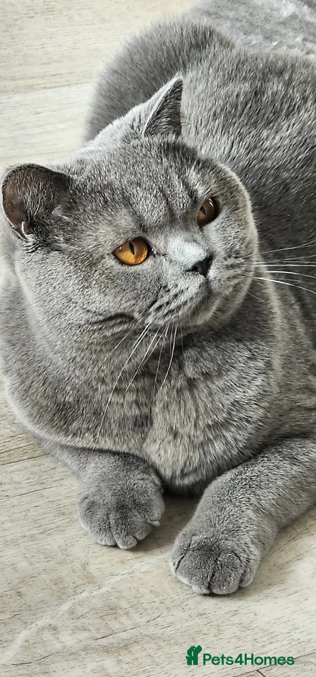 British Shorthair cats for sale: Highly anticipated litter now available  - Advert 4