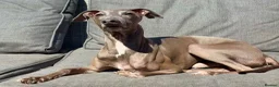 Italian Greyhound dogs for stud: Stud dog in Norfolk in Norwich - Advert 8
