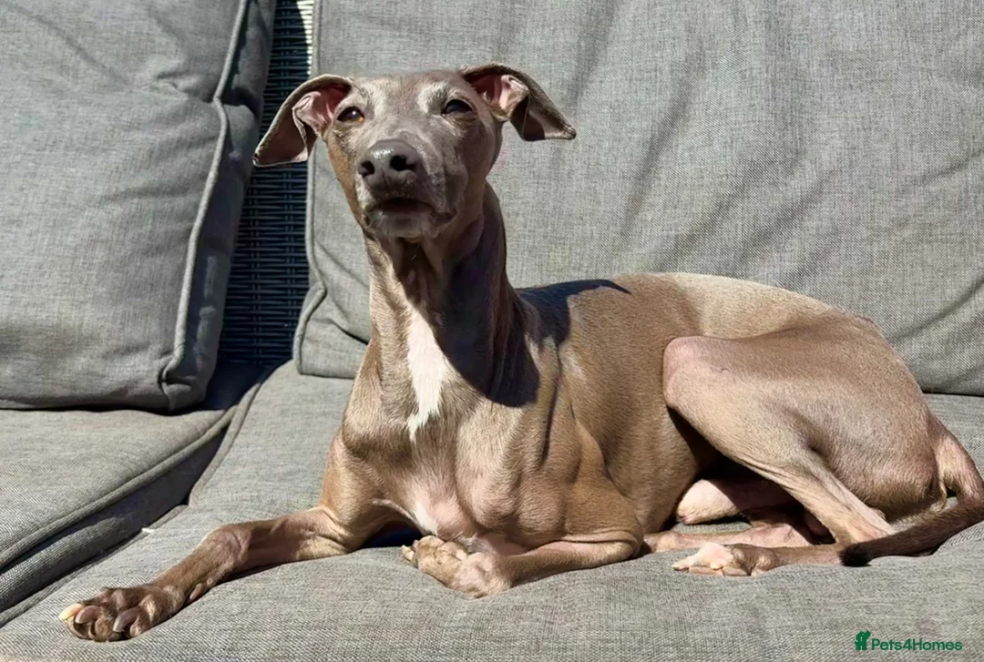 Italian Greyhound dogs for stud: Stud dog in Norfolk in Norwich - Advert 8