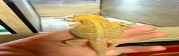 Bearded Dragon reptiles for sale: Super Citrus YELLOW US Bloodline  - Advert 4