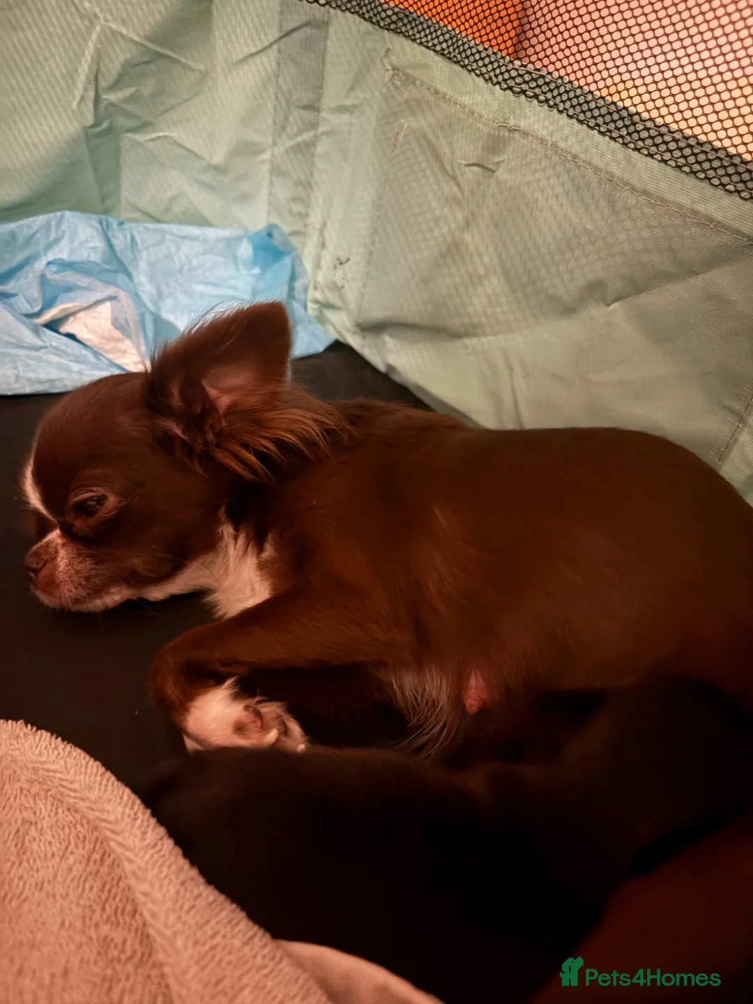 Chihuahua dogs for sale: One only - Female chihuahua puppy, russian lines - Advert 12