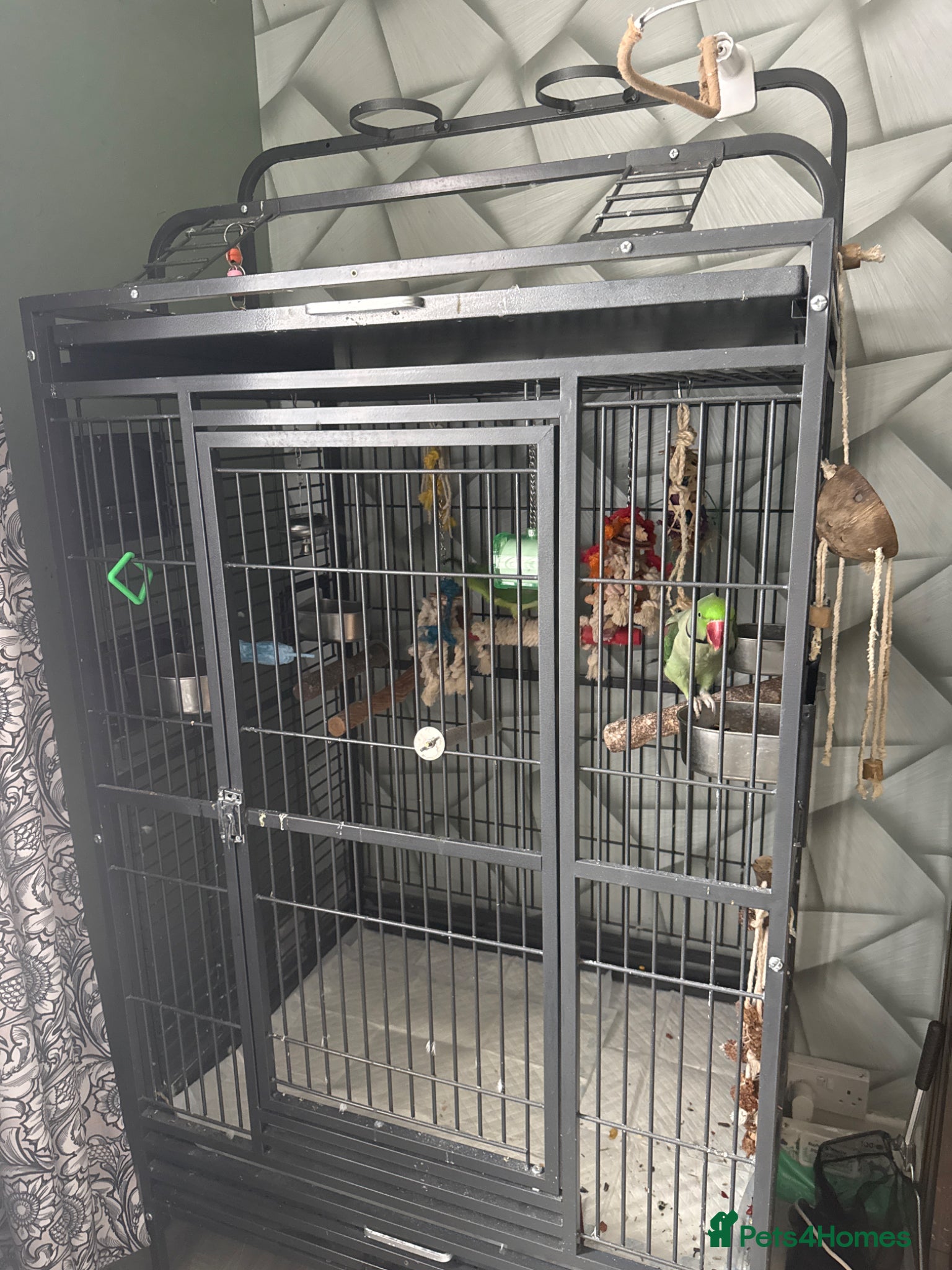 Parakeets birds Pair of Alexandranes  - Advert 2