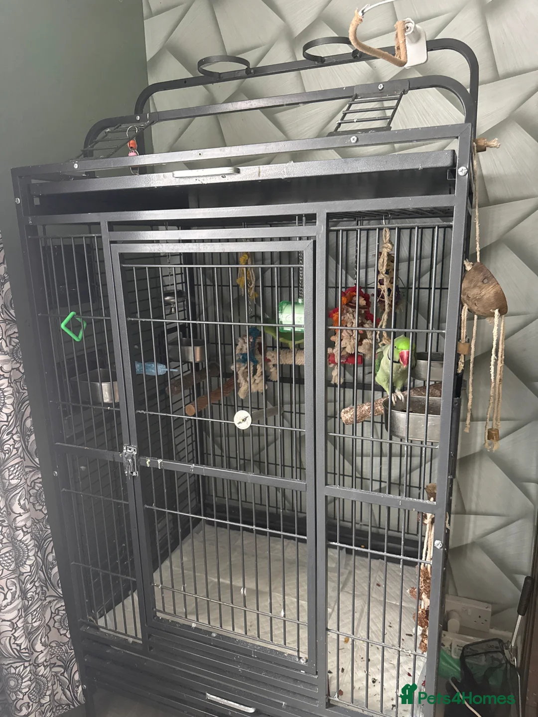 Parakeets birds for sale: Pair of Alexandranes  - Advert 2