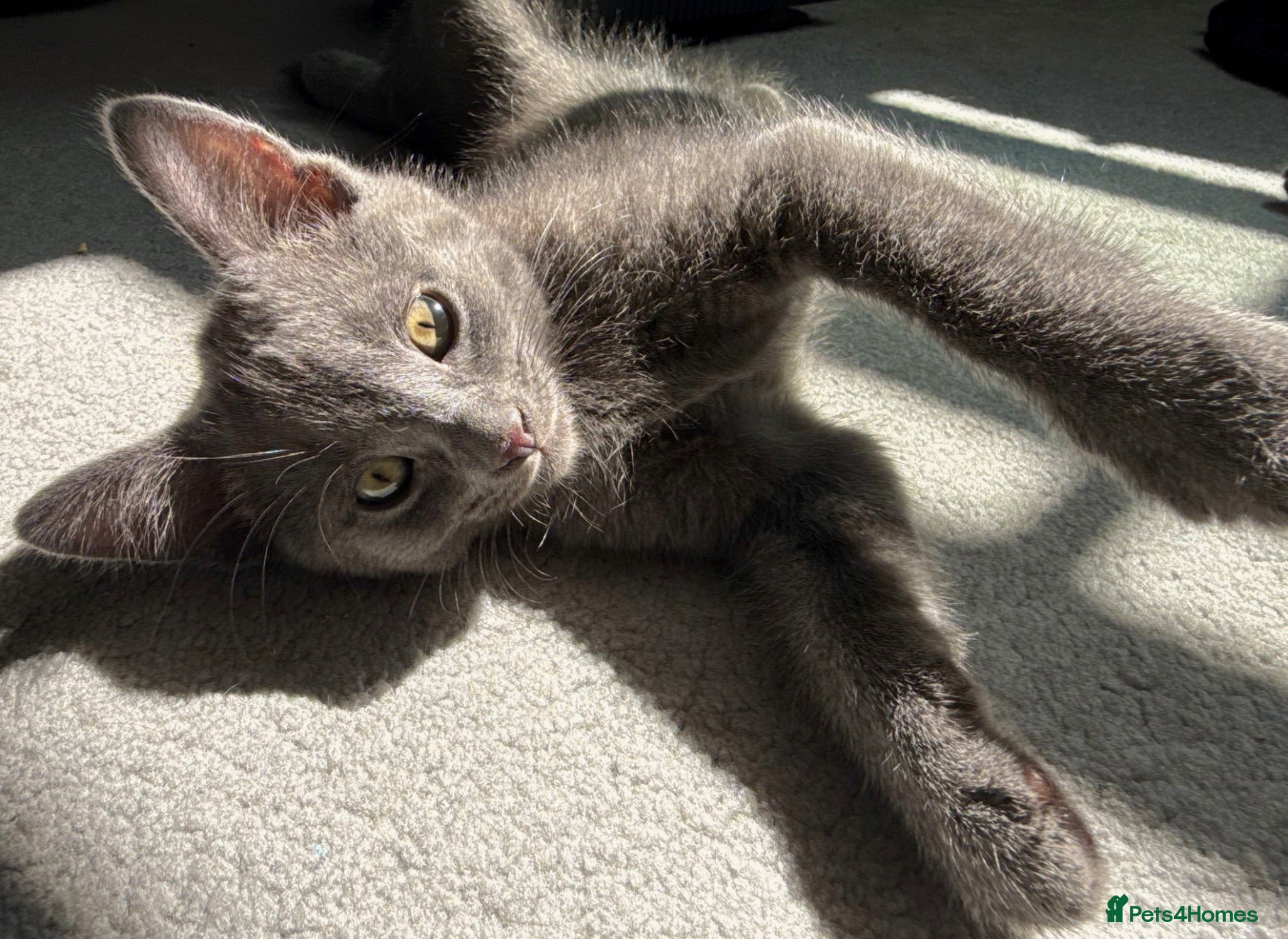 Russian Blue cats Russian blue kittens  - Advert 17