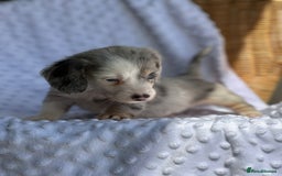 Miniature Dachshund dogs for sale: Adorable Miniature Dachshund Puppies  - Image 8