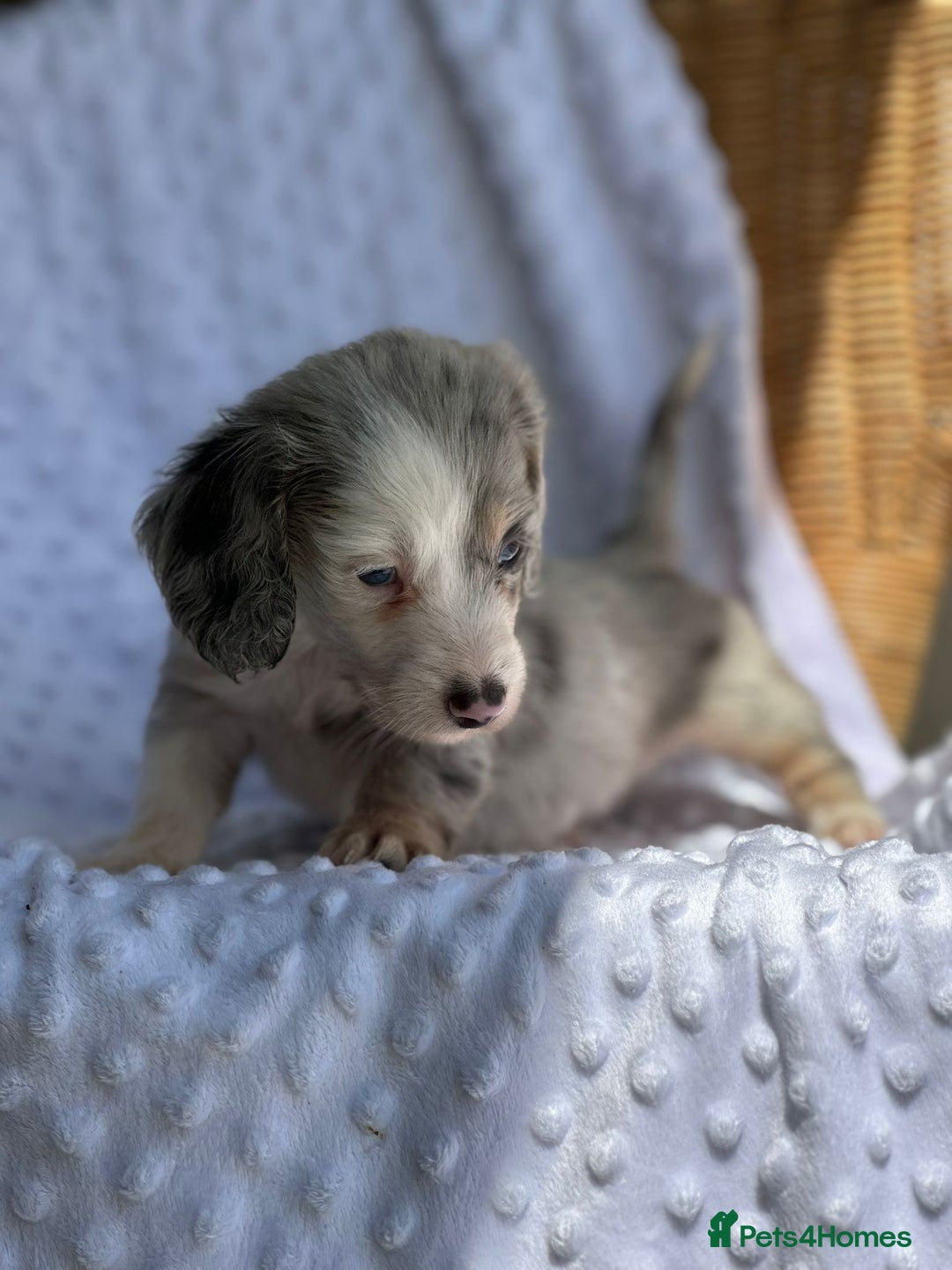 Miniature Dachshund dogs for sale: Adorable Miniature Dachshund Puppies  - Image 8