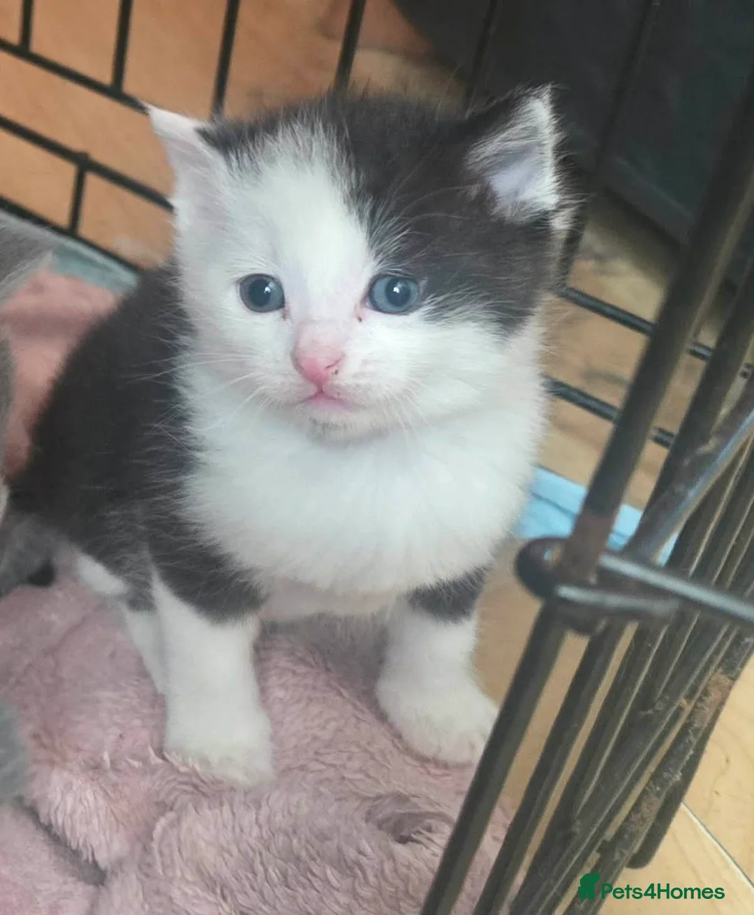 Ragdoll cats for sale: 5 Stunning Fluffy Ragdoll Cross Kittens  - Advert 1