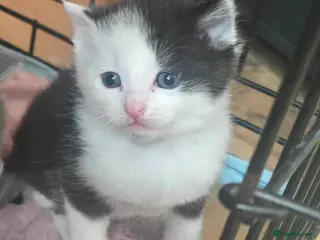 Ragdoll cats 5 Stunning Fluffy Ragdoll Cross Kittens - Advert 6