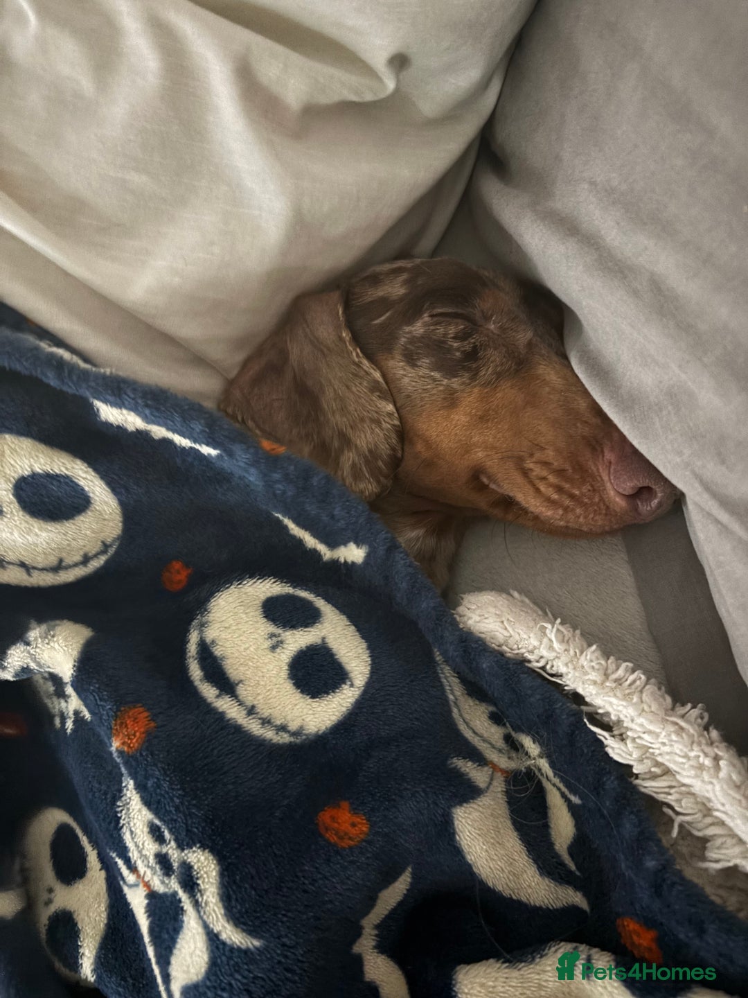 Miniature Dachshund dogs for stud: Proven KCReg Chocolate & Tan Dapple Dachshund Stud - Advert 6