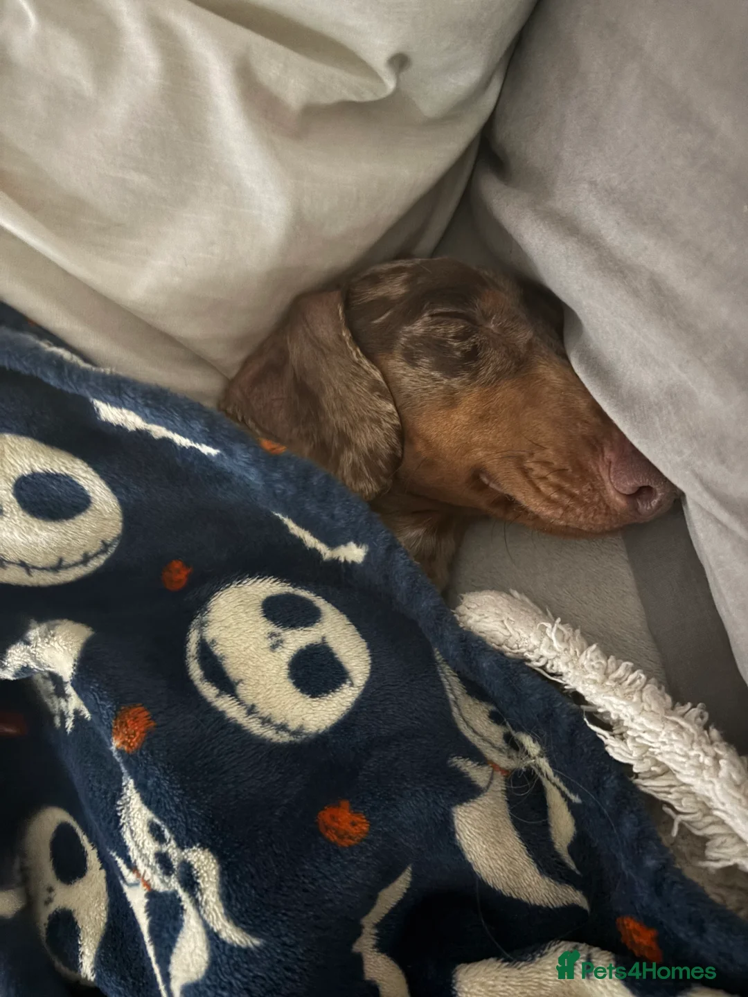 Miniature Dachshund dogs for stud: Proven KCReg Chocolate & Tan Dapple Dachshund Stud - Advert 6