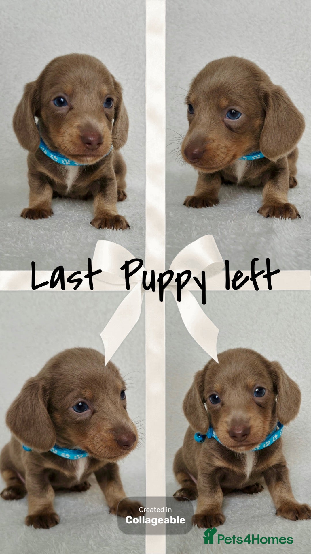 Miniature Dachshund dogs 💎LAST PUPPY LEFT KC REG PRA CLR MINI DACHSHUNDS💎 - Advert 1