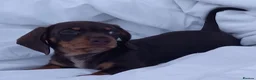 Miniature Dachshund dogs for sale: Kc reg mini dachshund last stunning little girl . - Advert 17