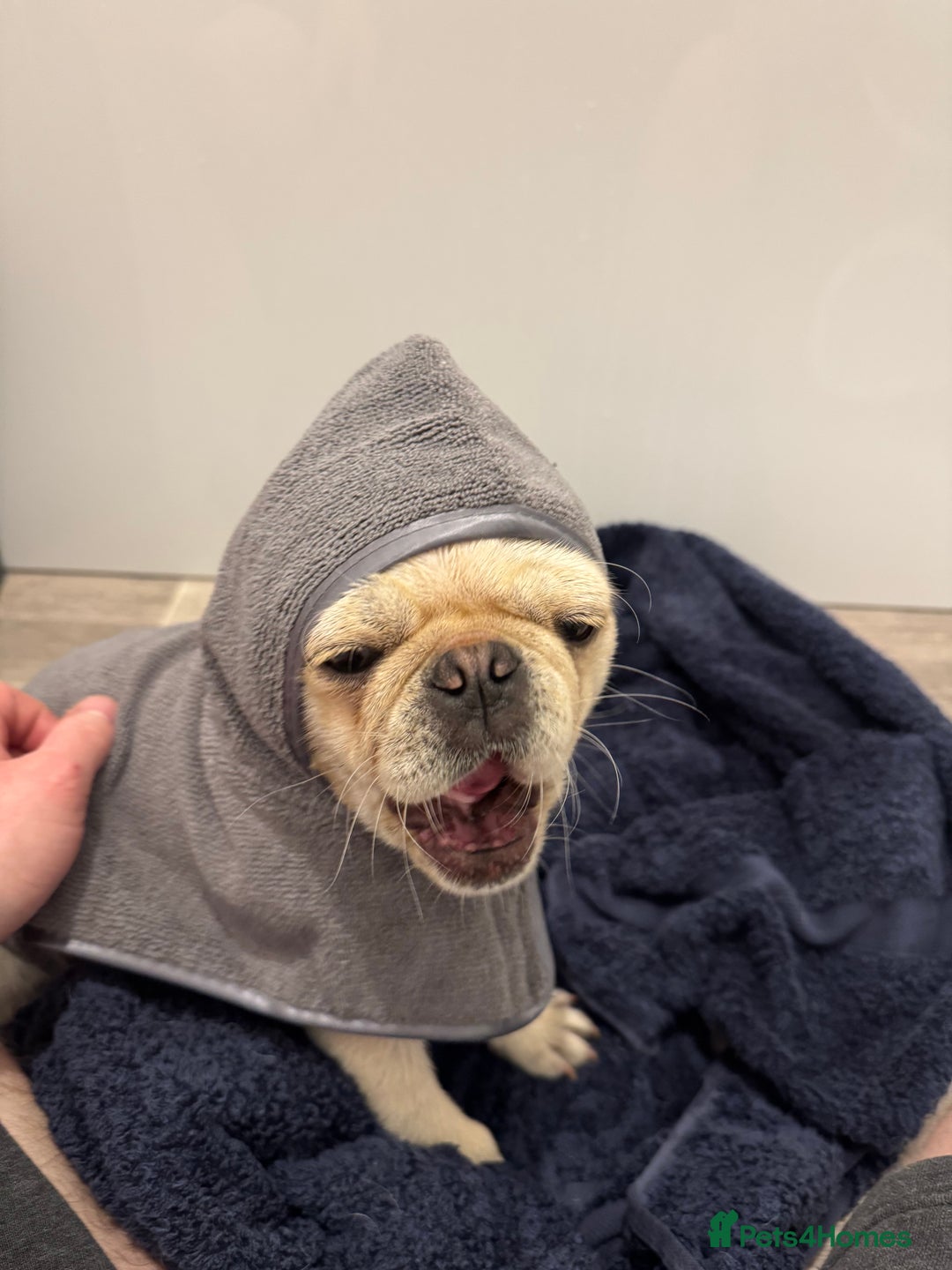 Pug dogs for sale: Pug nearly year old - Image 5