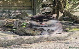 Pomsky dogs for sale: Pomsky puppies very small toy size F3  - Image 9