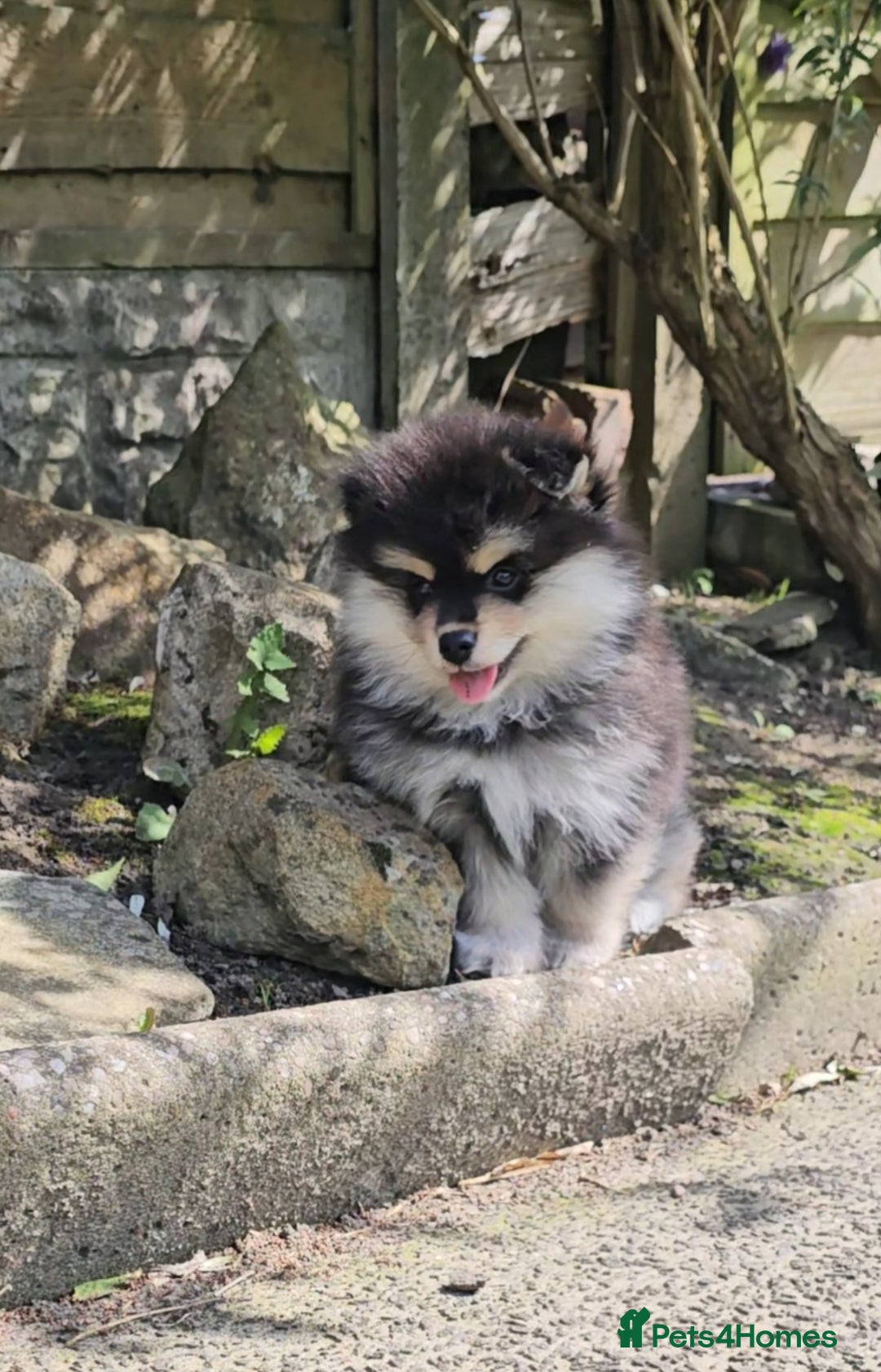 Pomsky dogs for sale: Pomsky puppies very small toy size F3  - Image 9