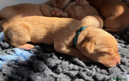 Labrador Retriever dogs for sale: Fox Red Labrador Pups, Health tested parents - Image 11