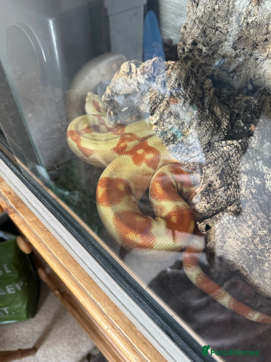 Boa Snake reptiles for sale: Male Lipstick Kahl Albino Boa  - Advert 3