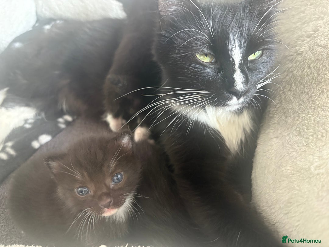 Mixed Breed cats for sale: Kittens for sale ❤️ - Advert 4