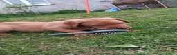 Labrador Retriever dogs for sale: KC Registered Red Labrador Retriever Puppies - Advert 19