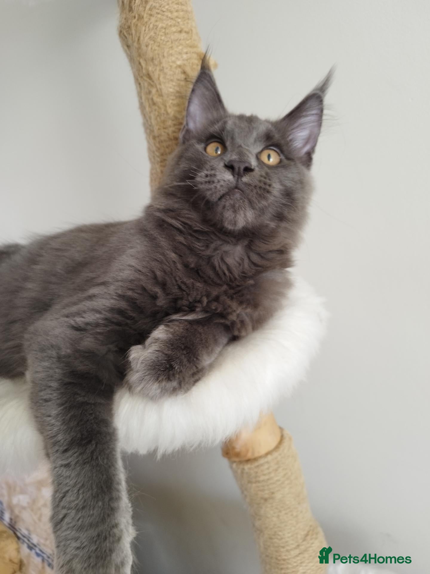 Maine Coon cats Purebred Maine Coon Kittens - Advert 17