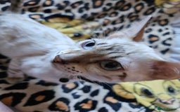 Bengal cats for sale: Snow bengal kittens for loving homes  - Image 37