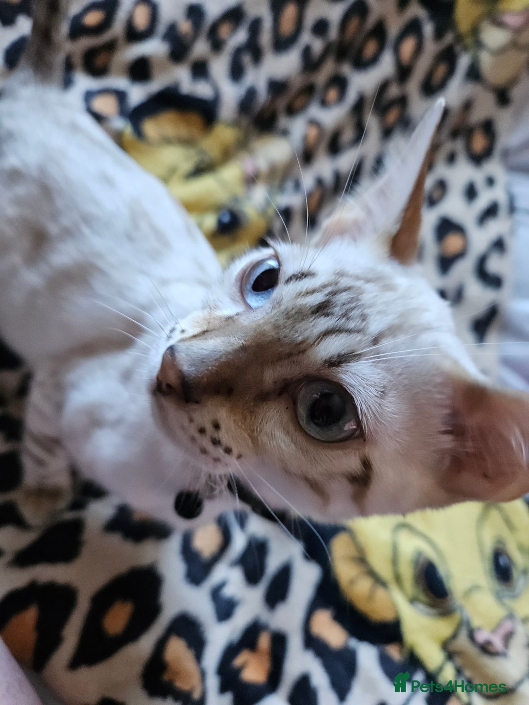Bengal cats for sale: Snow bengal kittens for loving homes  - Image 37