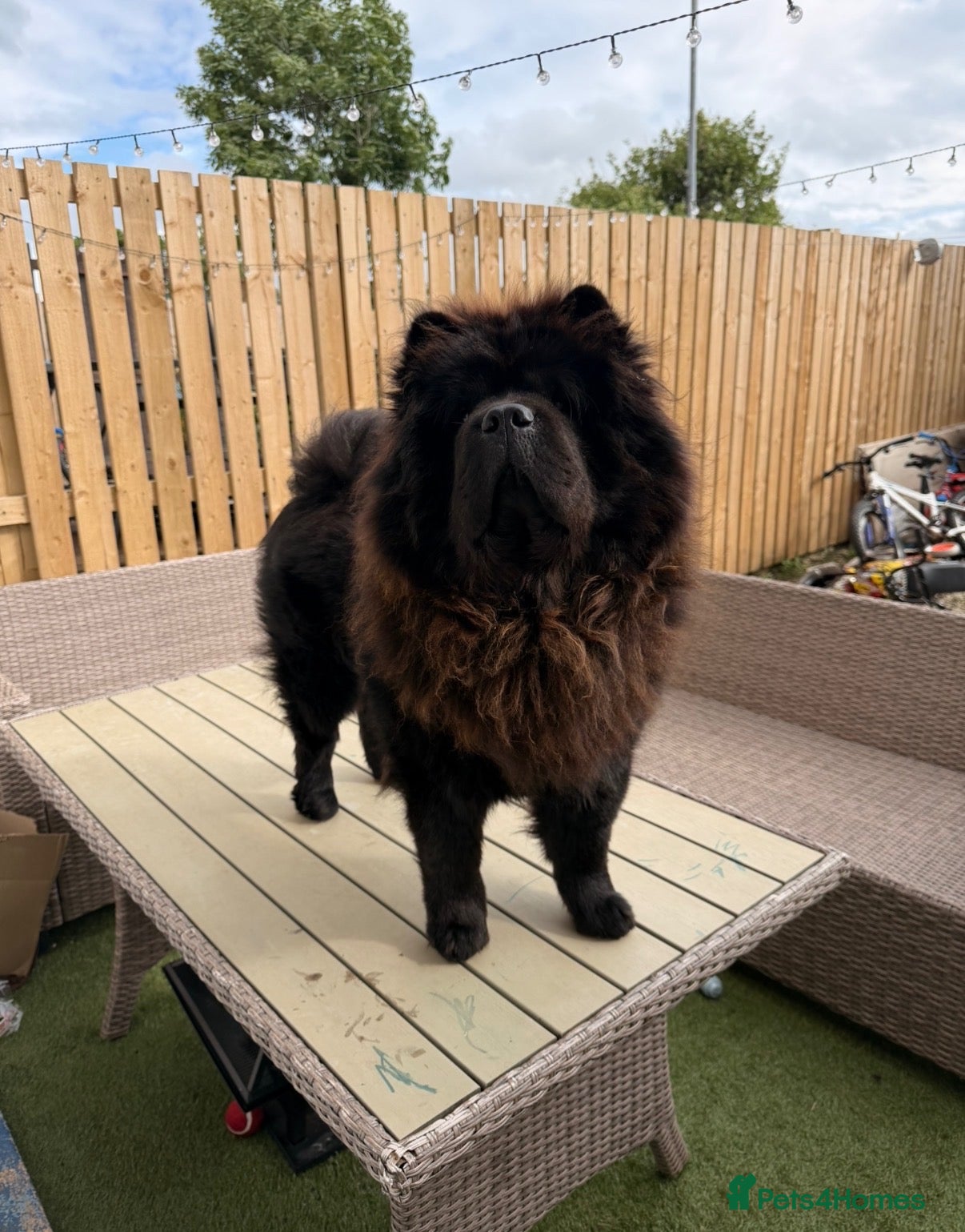 Chow Chow dogs 3 year old male chow chow  - Advert 7