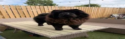 Chow Chow dogs for sale: male chow chow for rehoming  - Advert 1