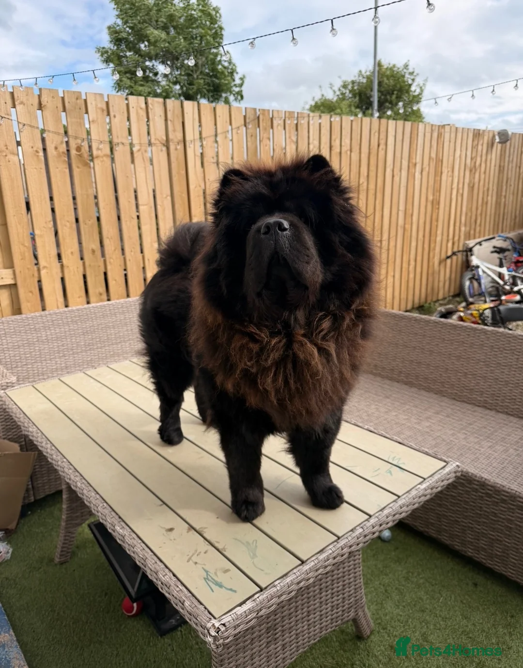 Chow Chow dogs for sale: male chow chow for rehoming  - Advert 1