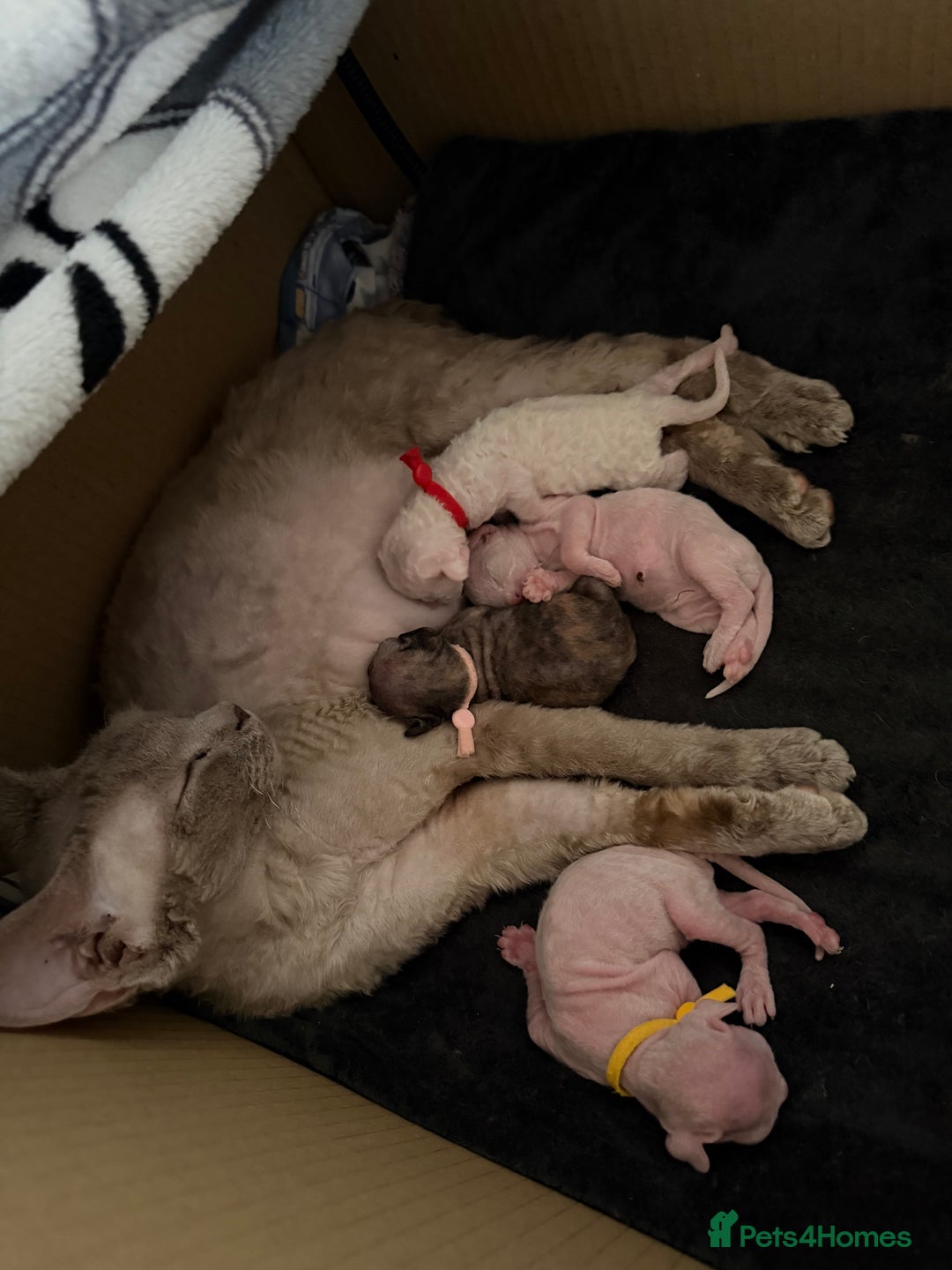 Devon Rex cats for sale: 🐾Adorable Devon Rex Kittens 🐾🌸 - Advert 4