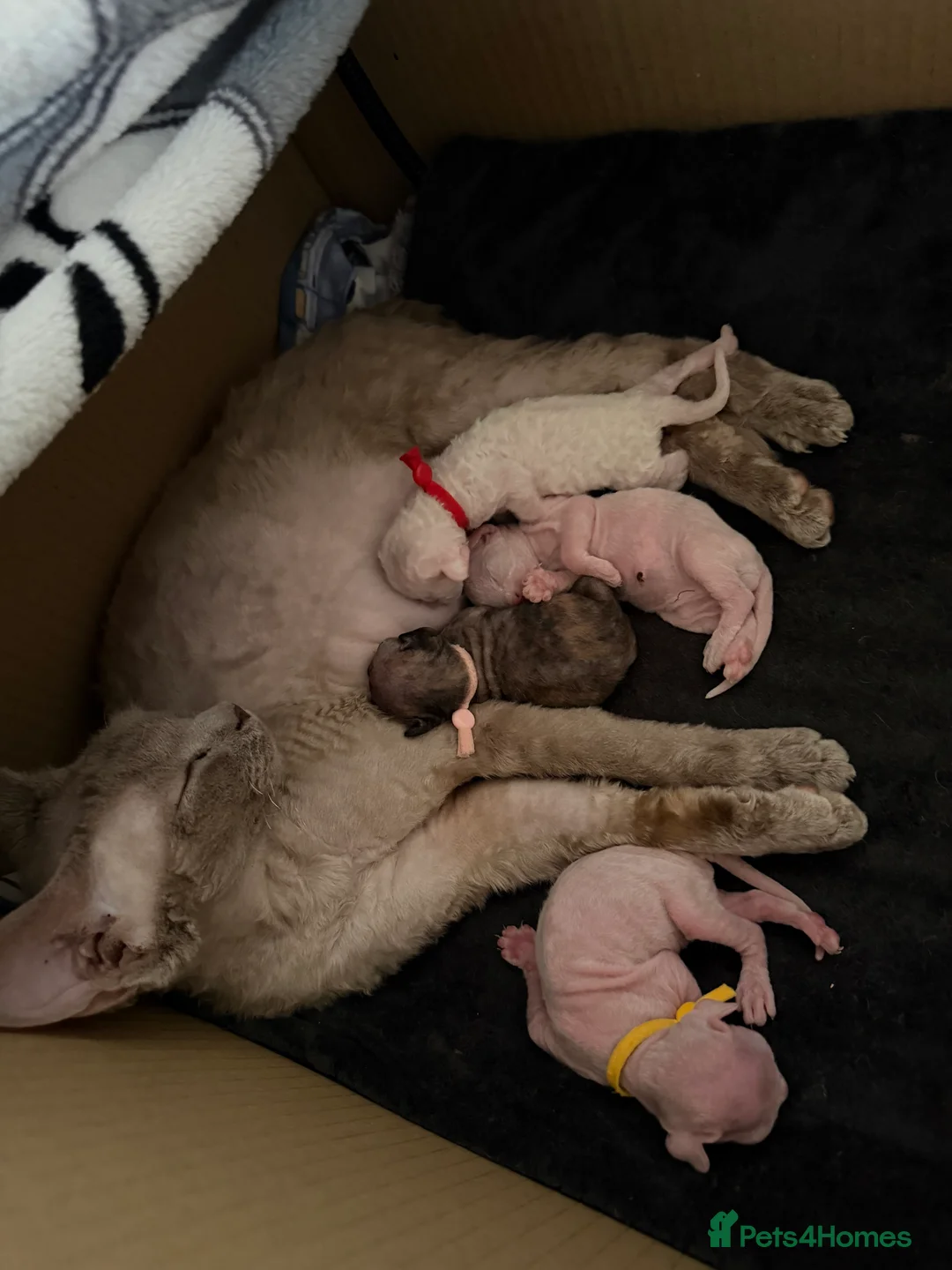 Devon Rex cats for sale: 🐾Adorable Devon Rex Kittens 🐾🌸 - Advert 9