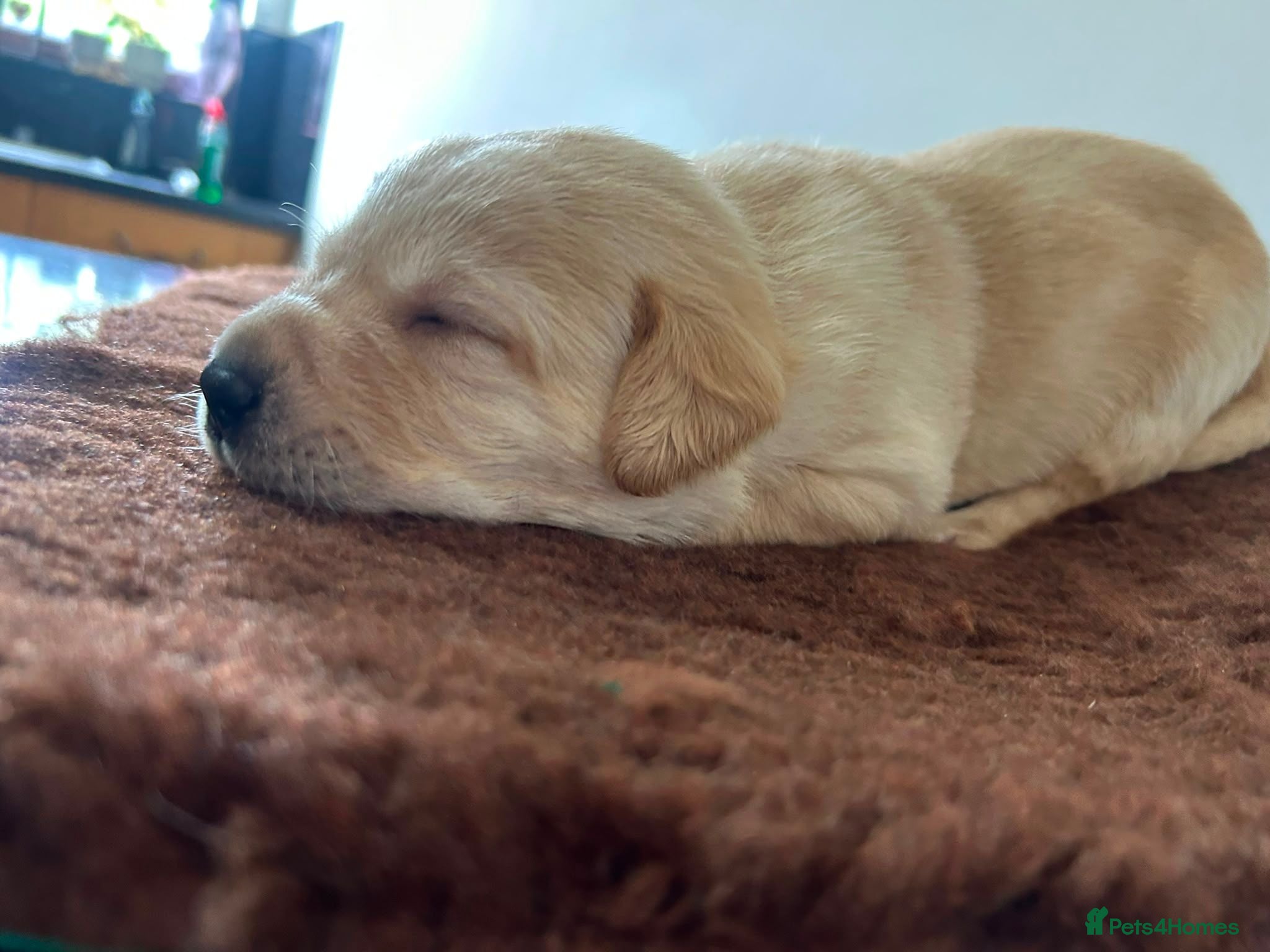 Labrador Retriever dogs K.C Reg Labrador Retriever Puppies for sale - Advert 3