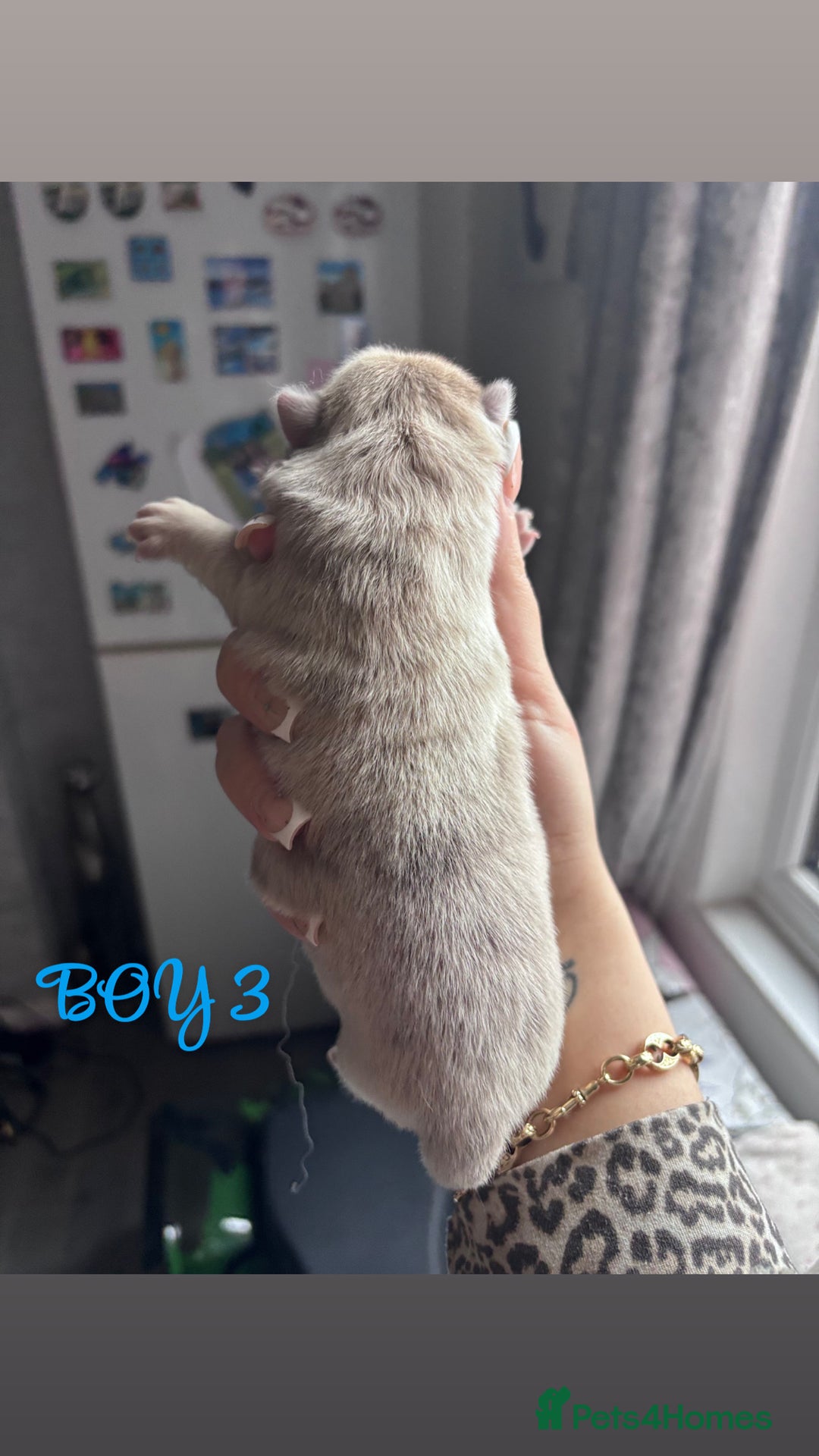 Mixed Breed dogs for sale: Chowpom puppies - Advert 11