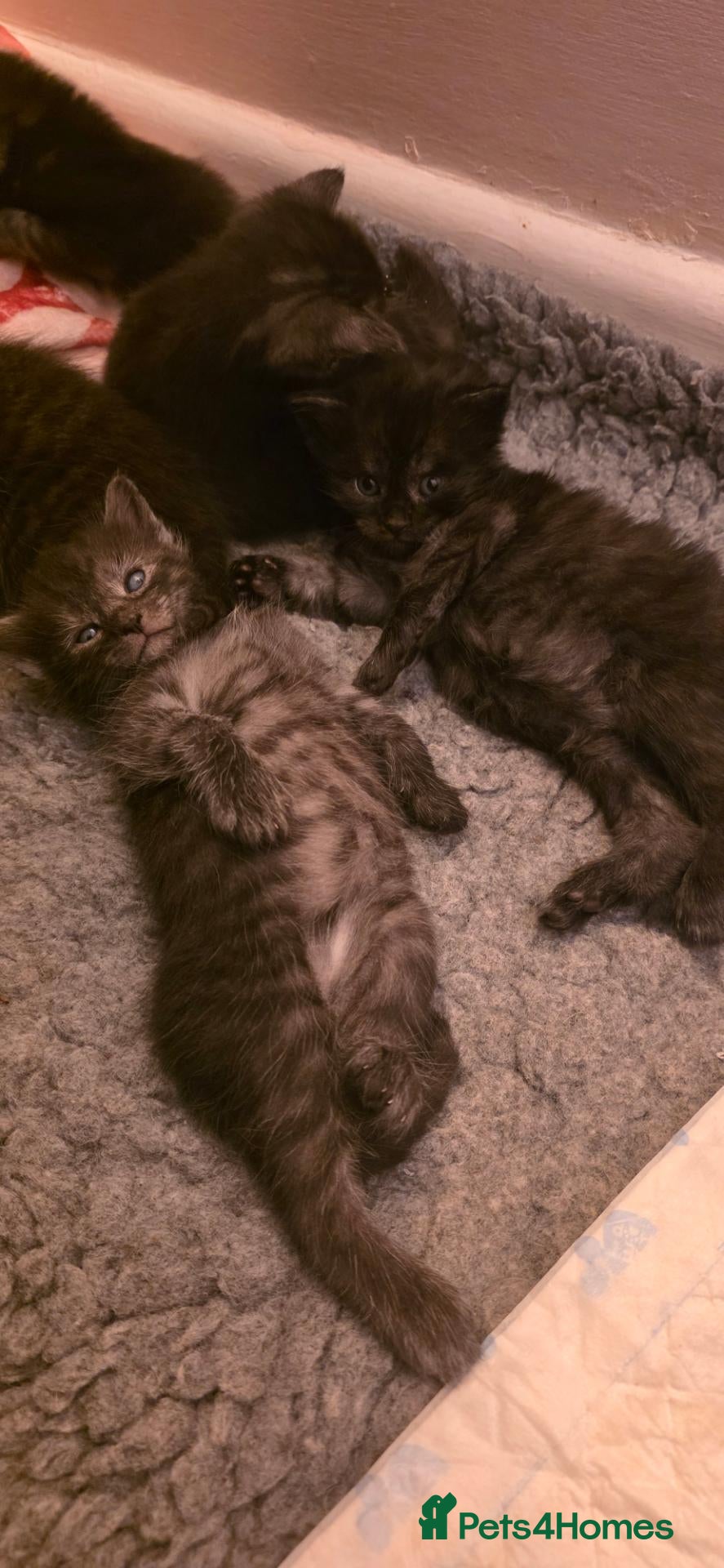 Mixed Breed cats Silver smoked maincoon cross - Advert 6