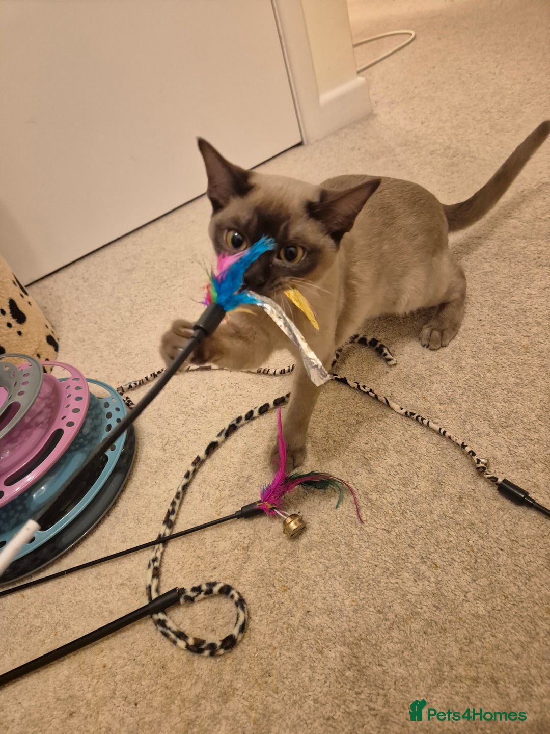 Burmese cats for sale: Pedigree Chocolate Female Burmese Kitten - Advert 4