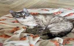 Bengal cats for sale: Snow Bengal looking for home. Female 3YR Rella - Advert 2