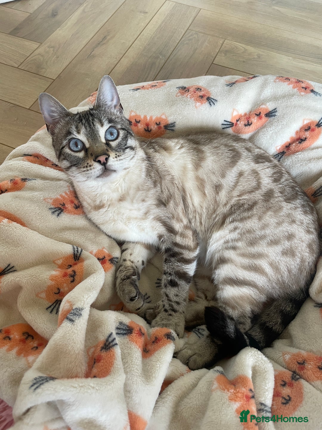 Bengal cats for sale: Snow Bengal looking for home. Female 3YR Rella - Advert 2