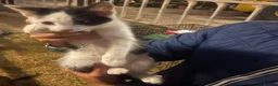 Mixed Breed cats for sale: Beautiful female kitten for sale - Advert 1