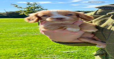 Cocker Spaniel dogs - Advert 7
