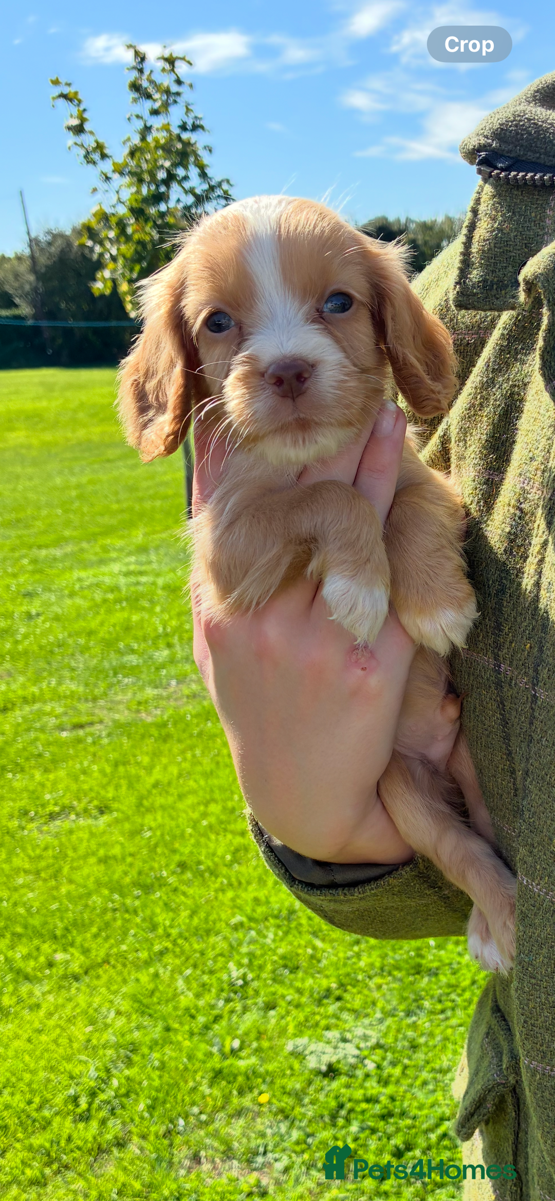 Cocker Spaniel dogs for sale: WORKING COCKER SPANIELS - Image 3