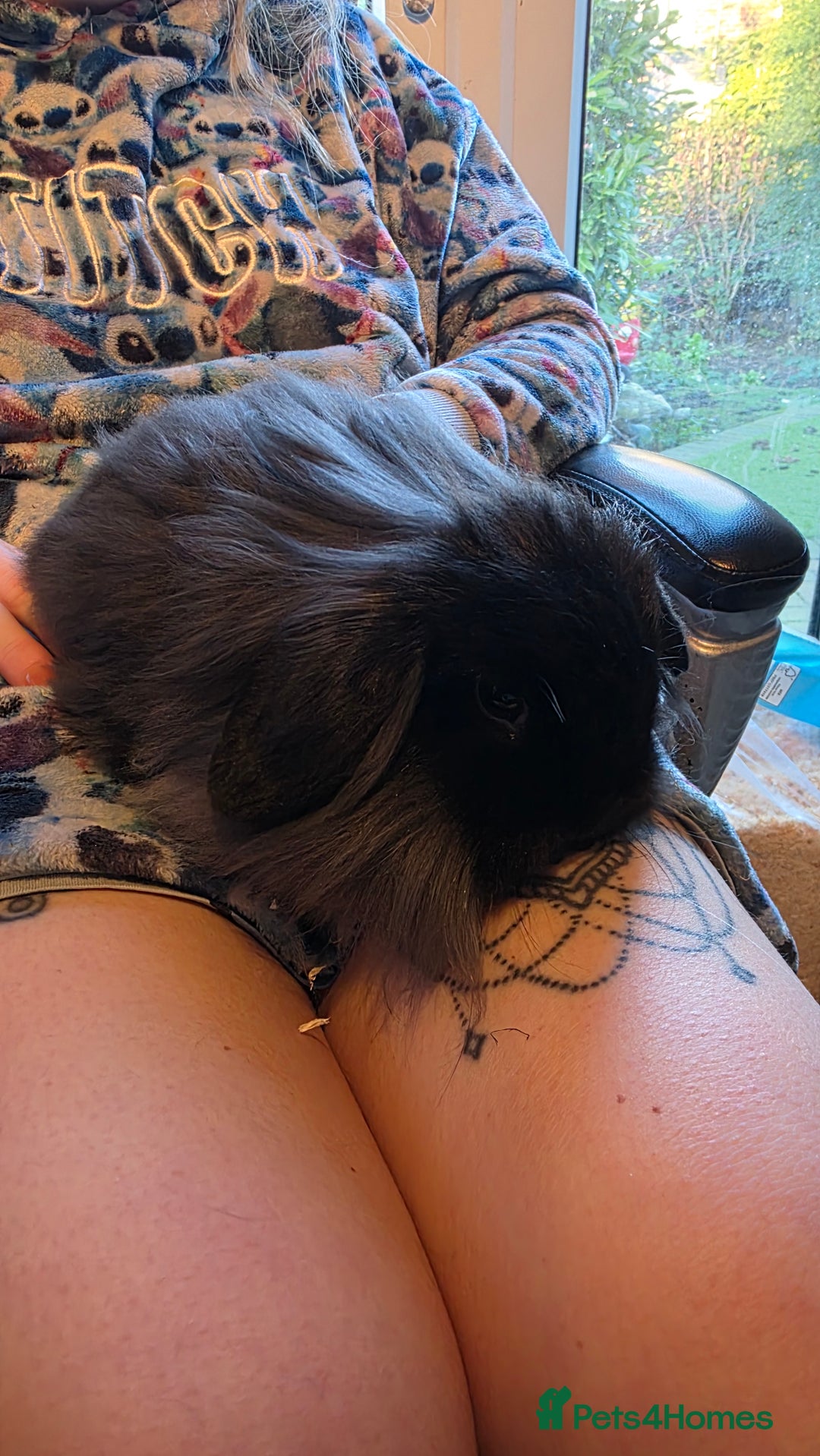 Mini Lion Lop rabbits for sale: 3 mini lion lops girls for sale - Advert 2