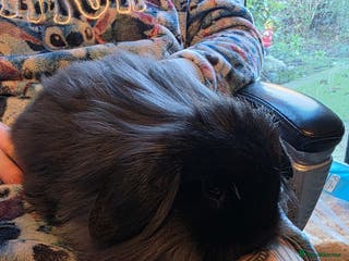 Mini Lion Lop rabbits 2 mini lion lops girls for sale - Advert 14