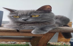 British Shorthair cats for sale: Mery klarnetadzhieva  - Image 4