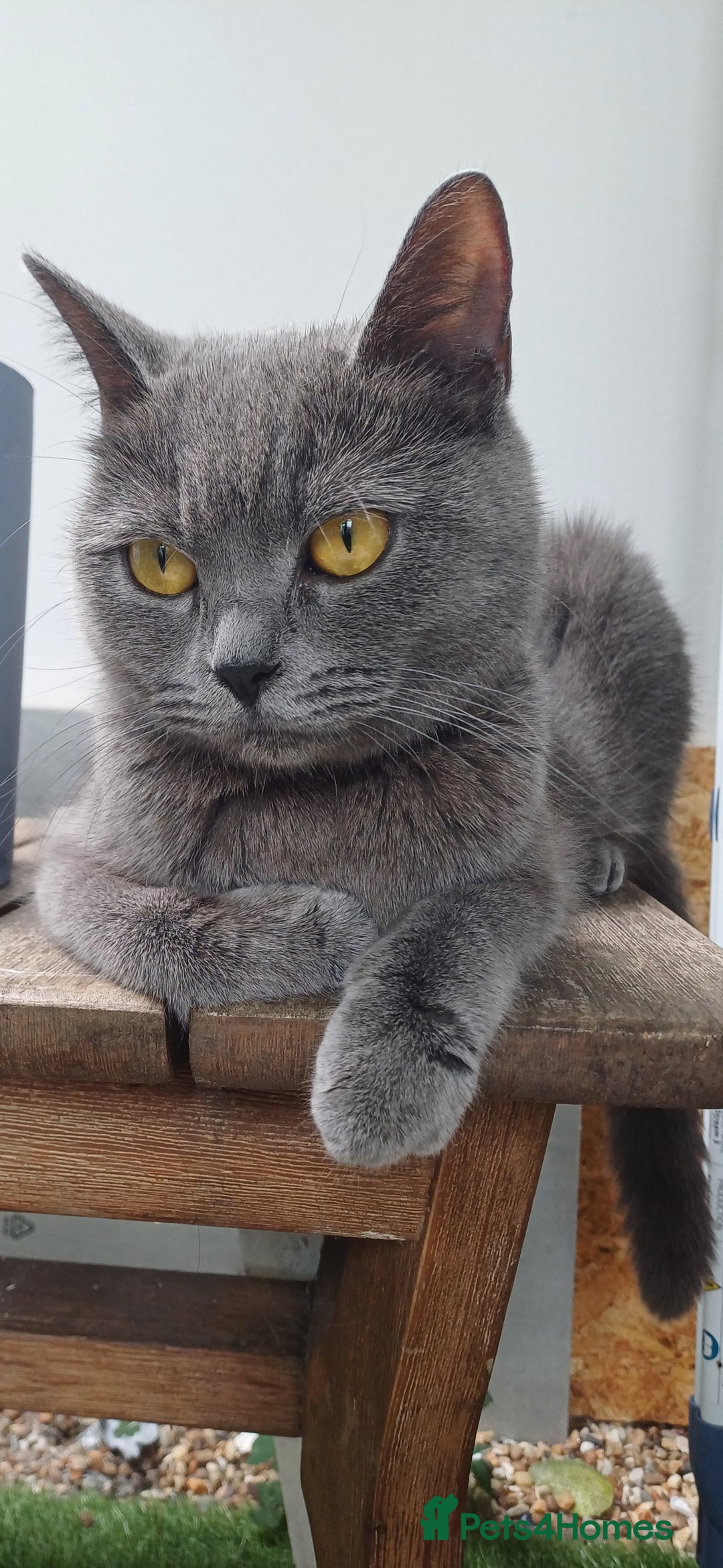 British Shorthair cats for sale: Mery klarnetadzhieva  - Image 4