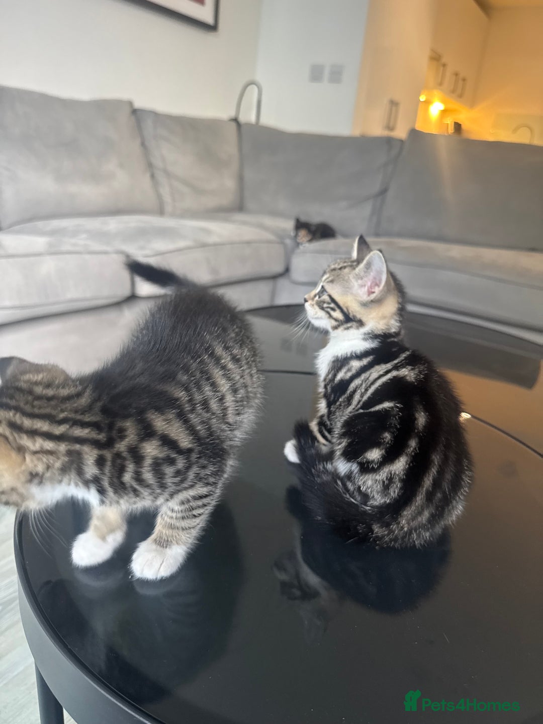 Mixed Breed cats for sale: Mixed Ragdoll / Tabby Adorable Kittens  - Image 14