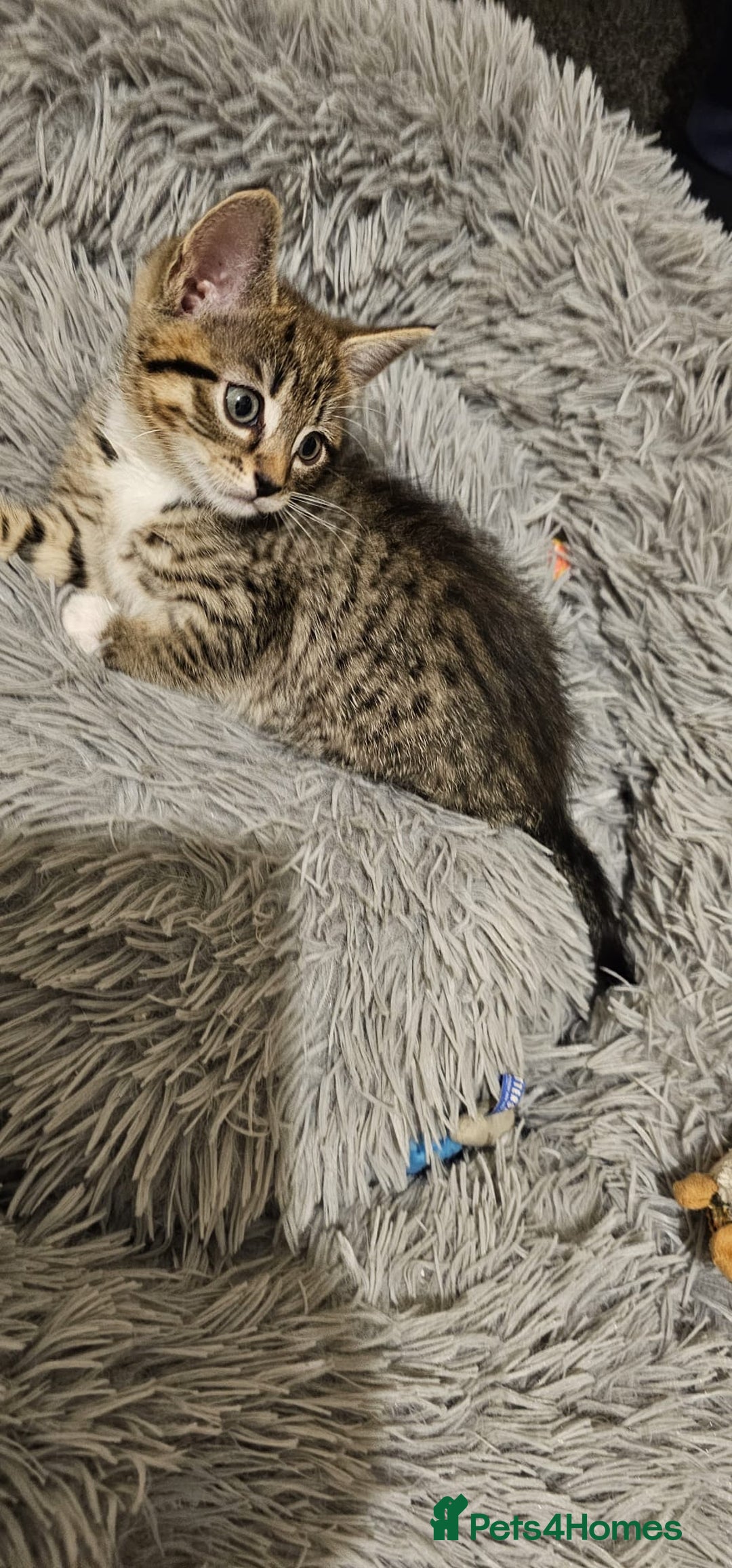 Mixed Breed cats for sale: Playful Bengal Kittens - Advert 7